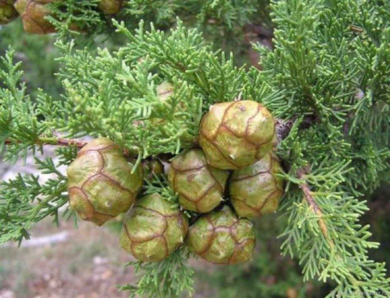 Cupressus sempervirens