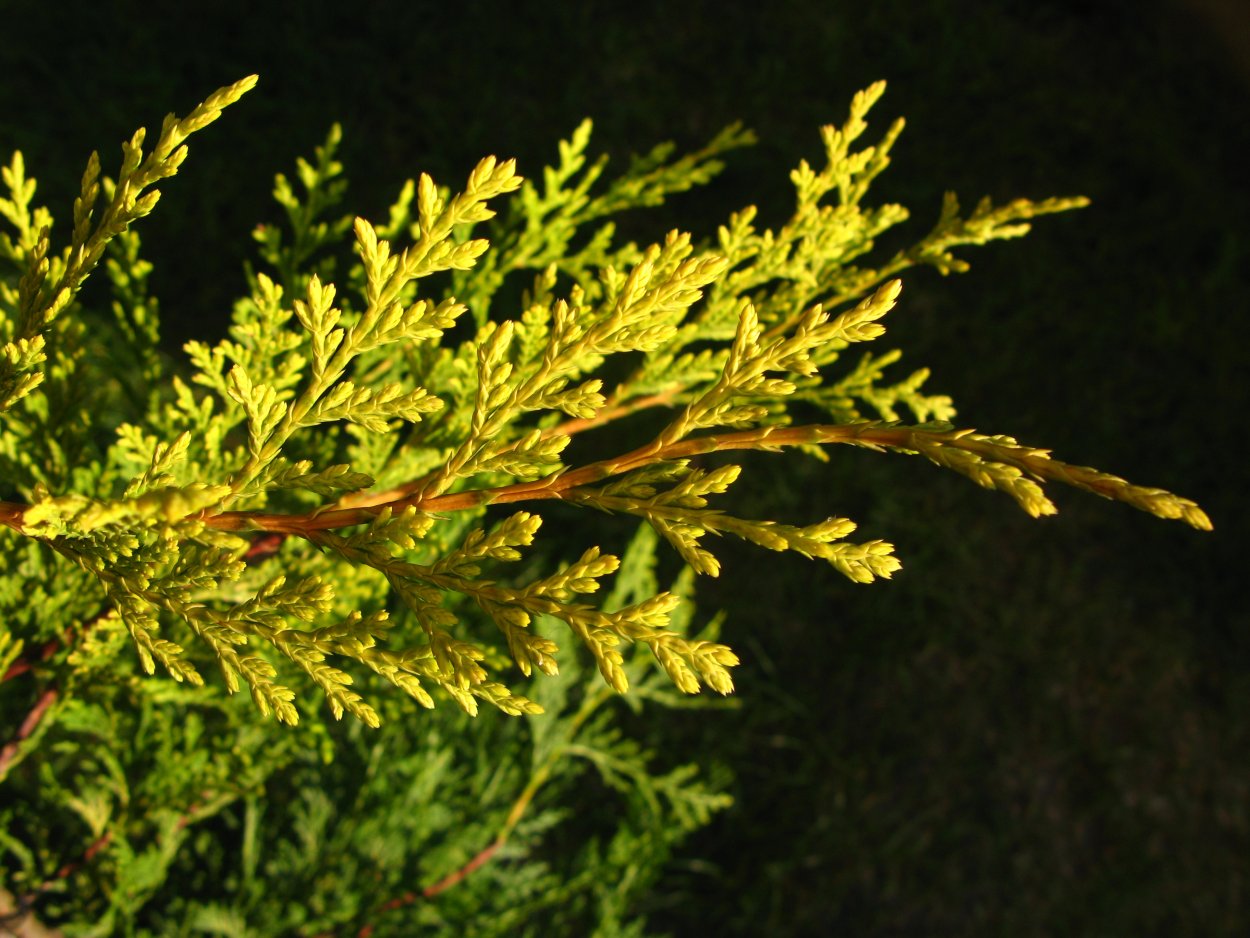Купрессоципарис Лейланда Castlewellan Gold