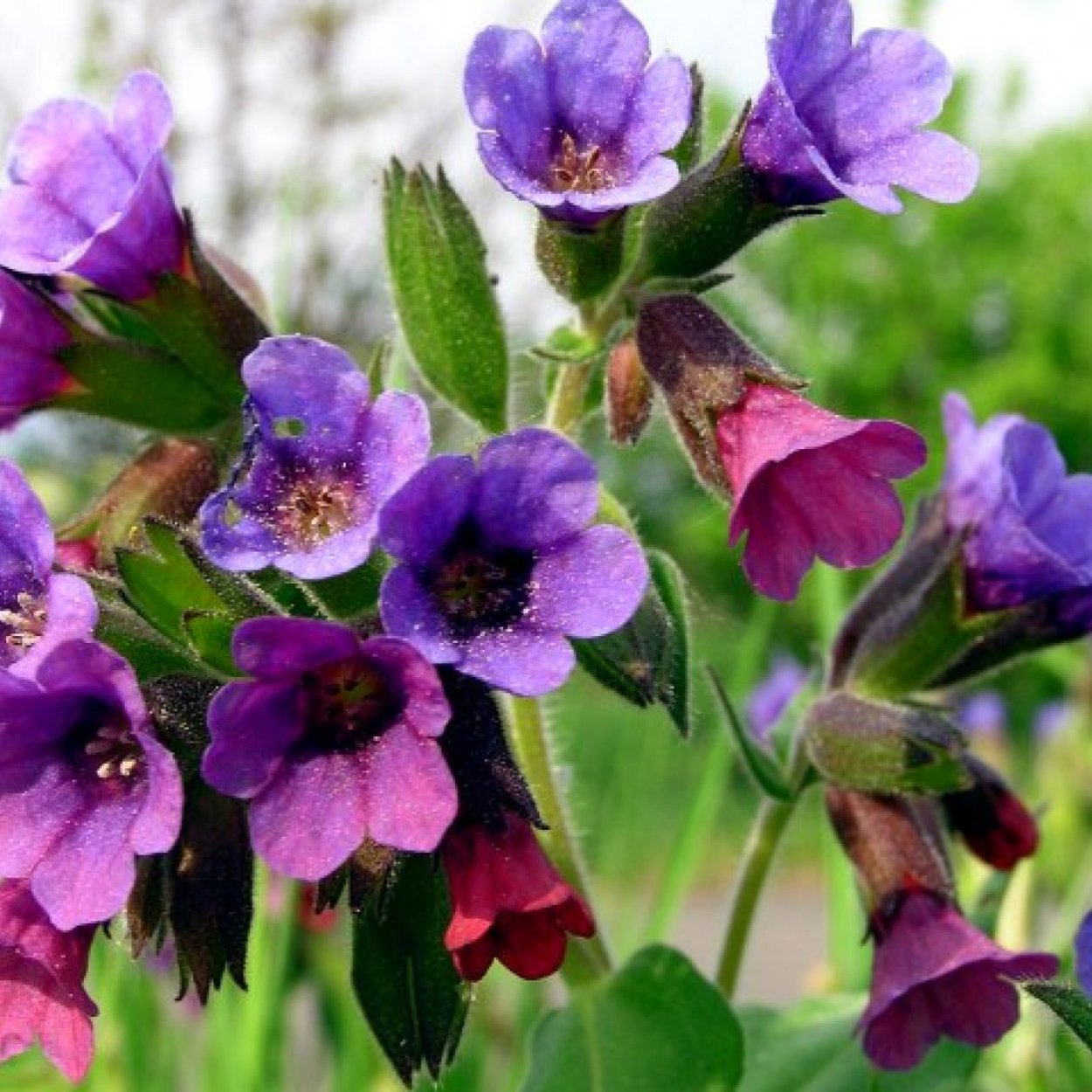 Медуница лекарственная Pulmonaria officinalis высушенная