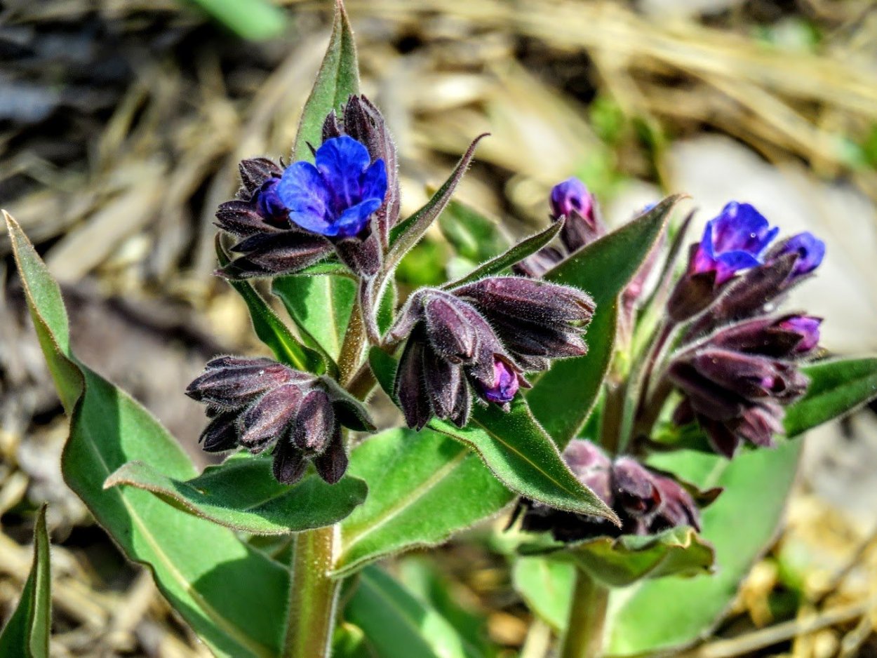 Pulmonaria saccharata