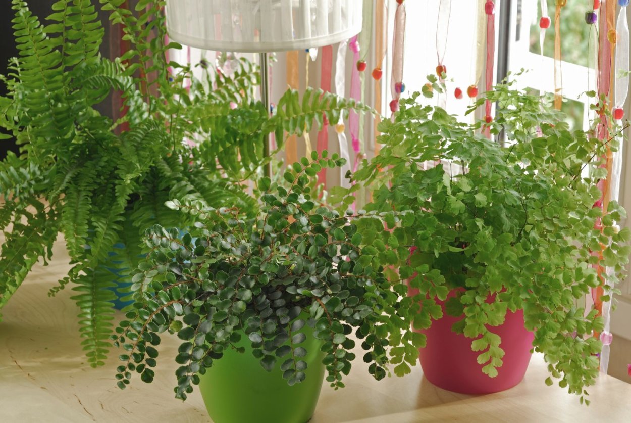 Папоротник Щитовник кустарник