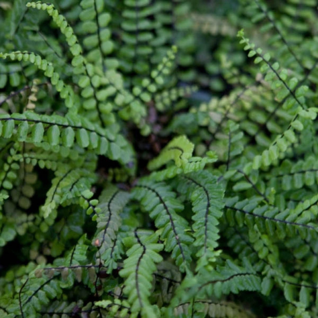 Pellaea viridis