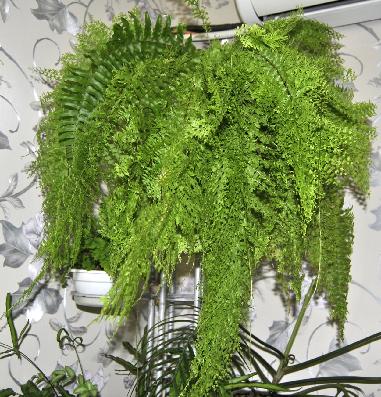 Папоротник (Polypodiophyta)