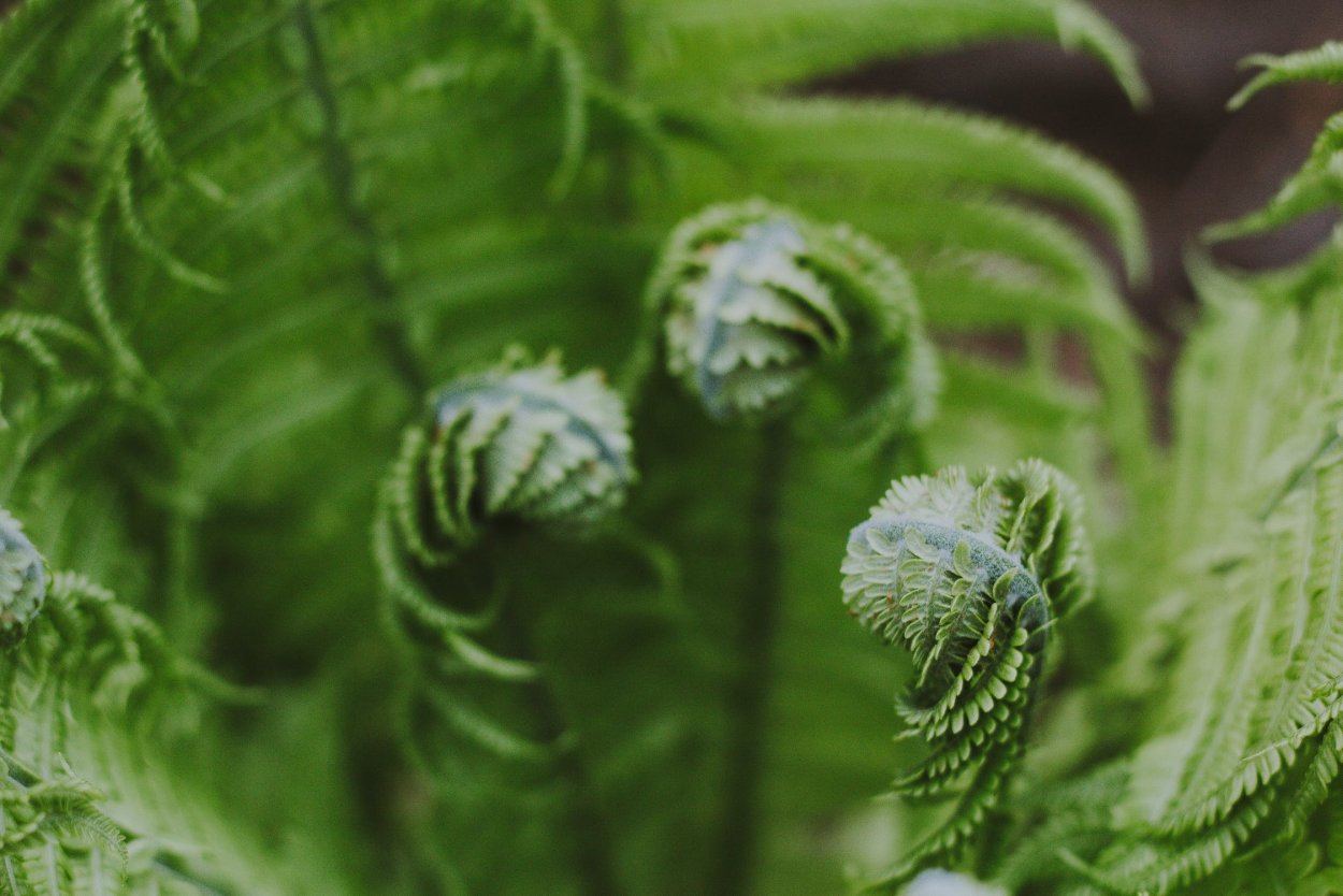 Fiddleheads блюдо