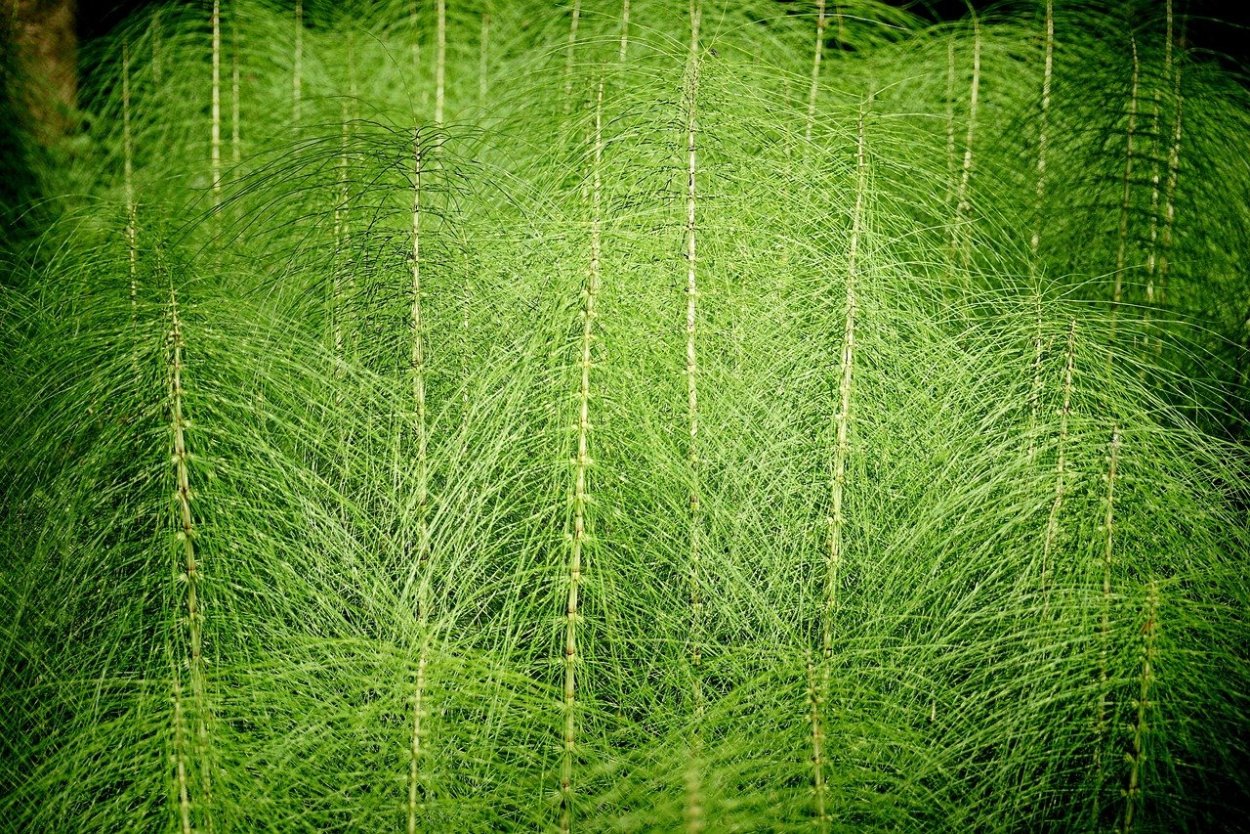 Хвощ полевой Equisetum arvense l.