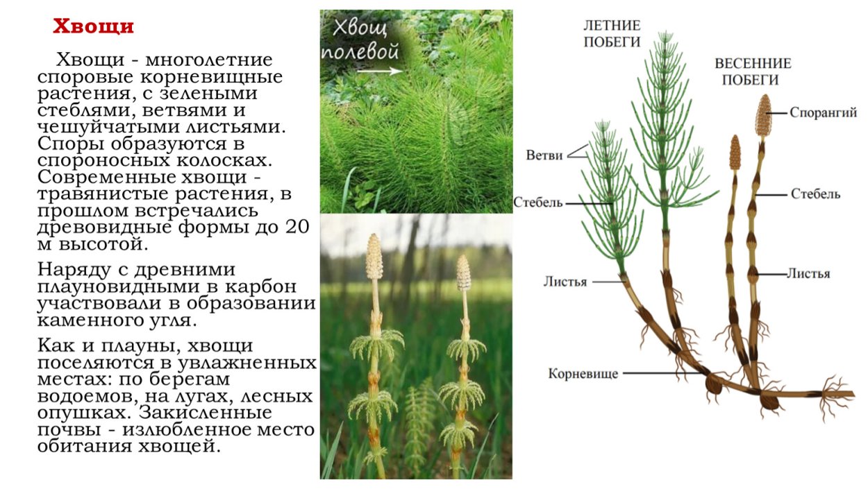Horsetail Equisetum arvense растение