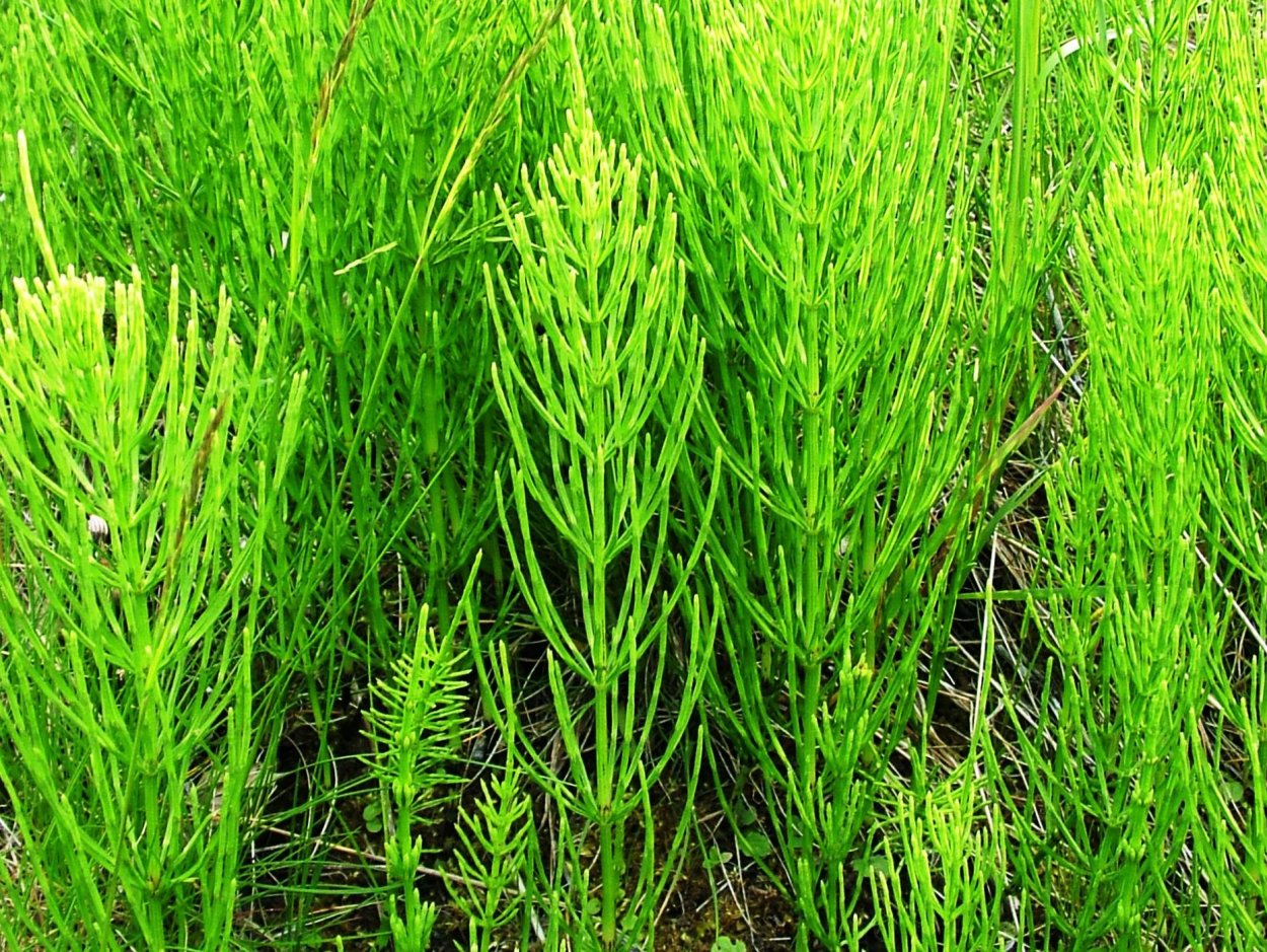 Хвощ Horsetail