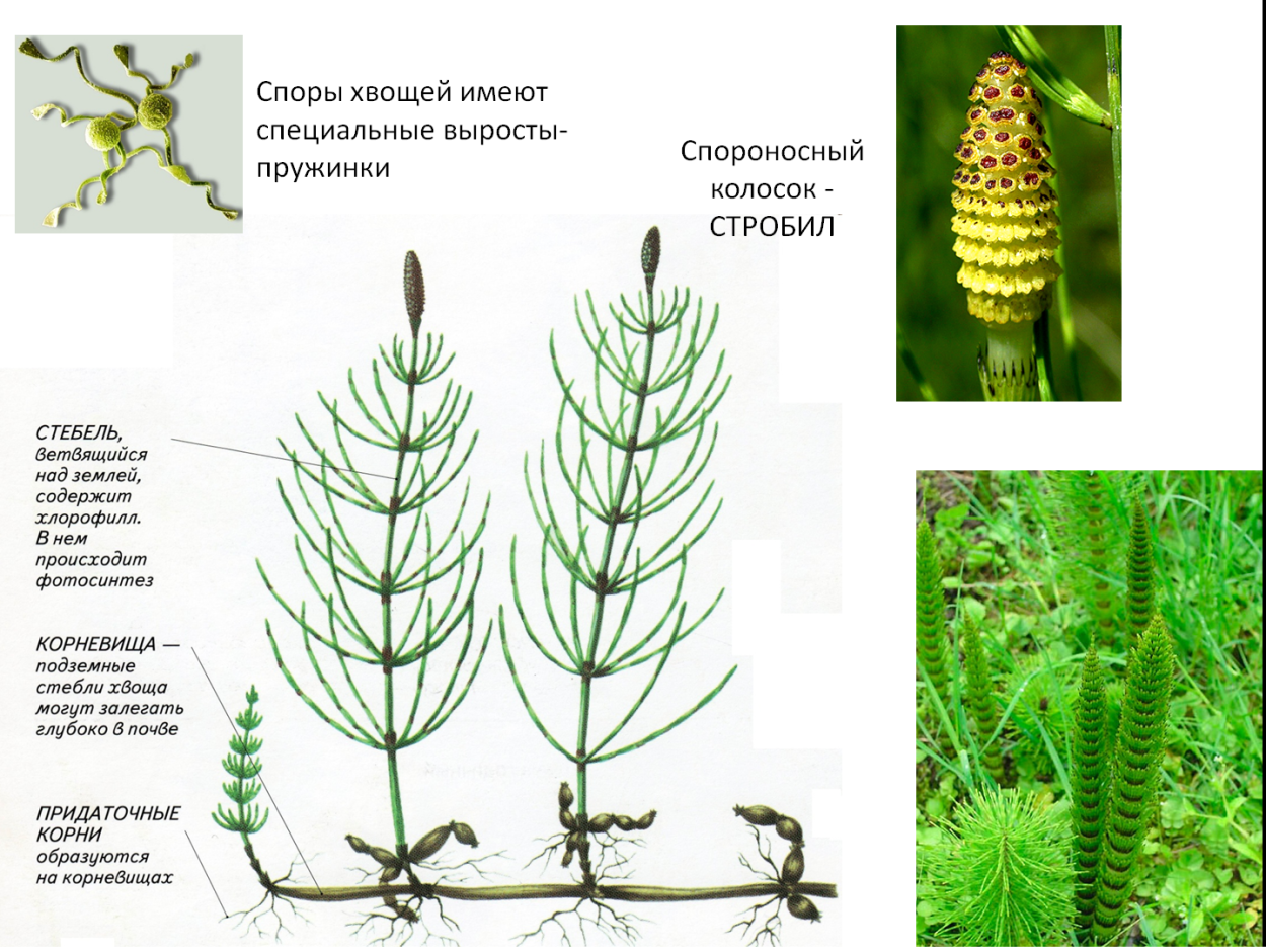 Хвощ зимующий