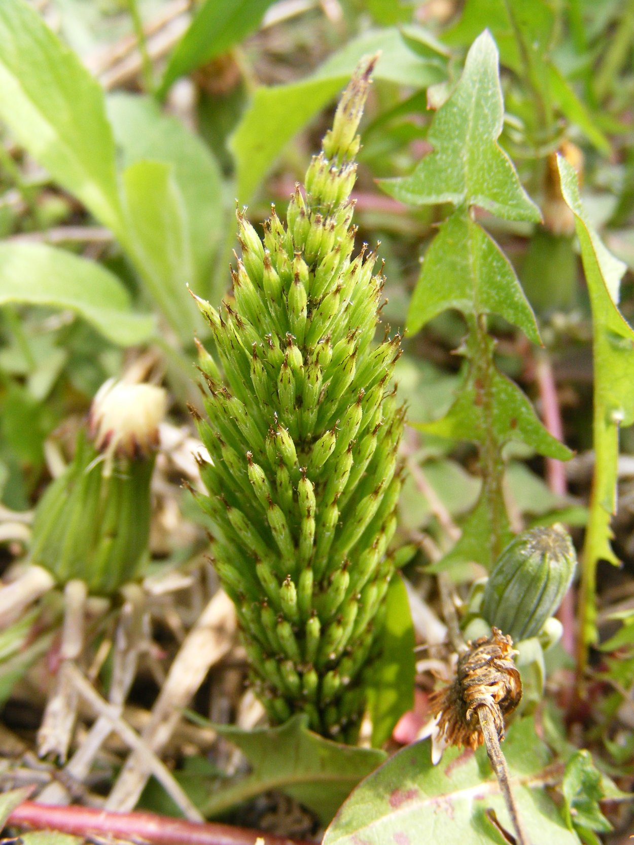 Хвощ полевой (Equisetum arvense)