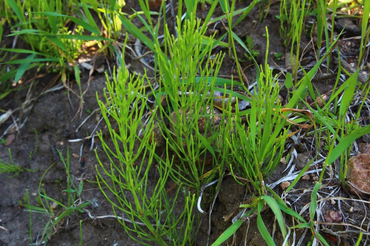 Equisetum arvense ксерофит