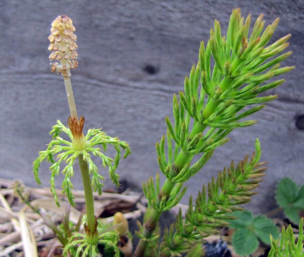Horsetail Equisetum arvense растение