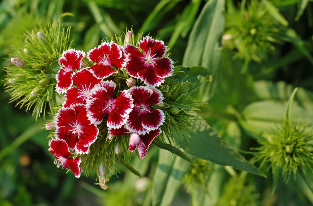 Гвоздика травянка (Dianthus deltoides)
