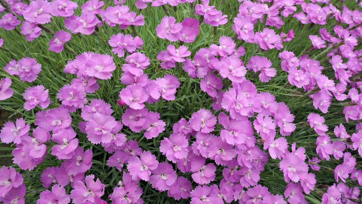 Dianthus Arabella Purple гвоздика