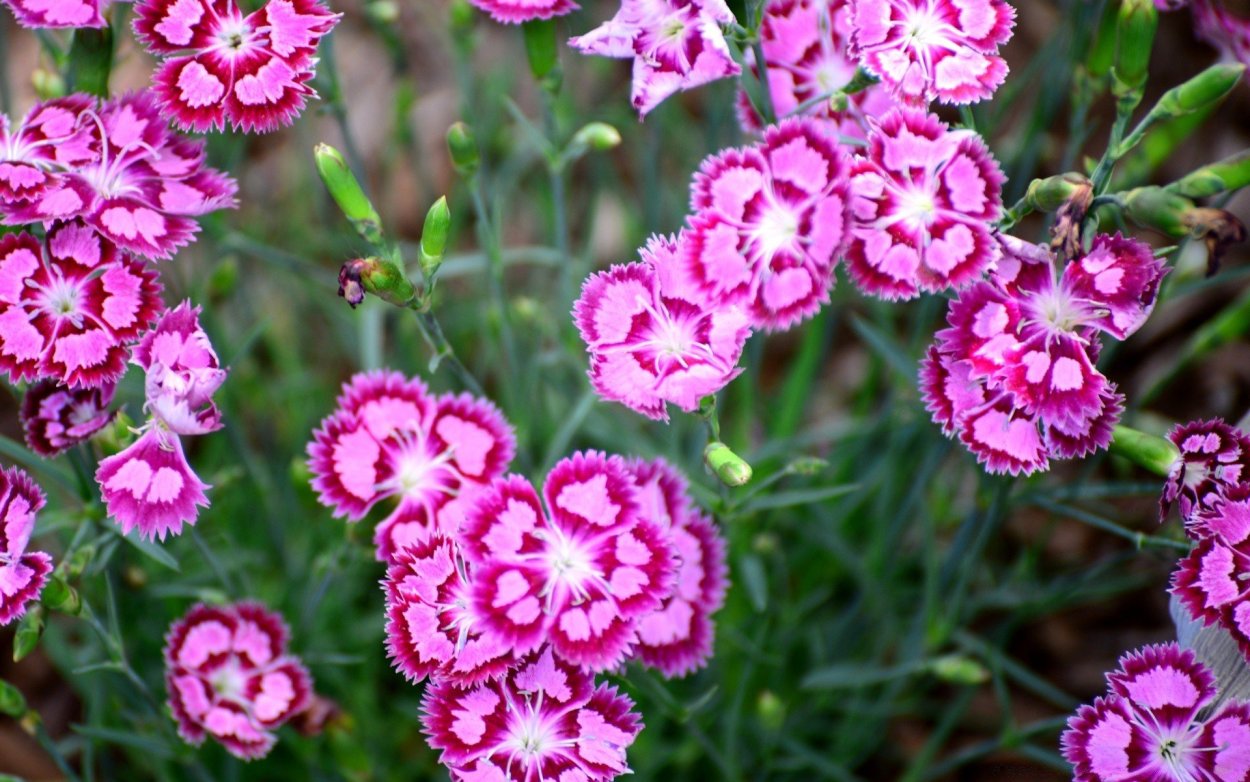 Гвоздика широковетвистая — Dianthus ramosissimus
