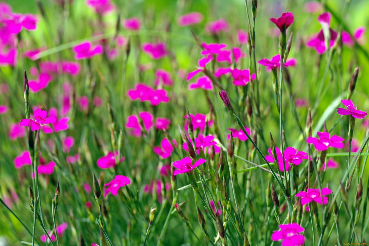 Гвоздика Амурская (Dianthus amurensis)