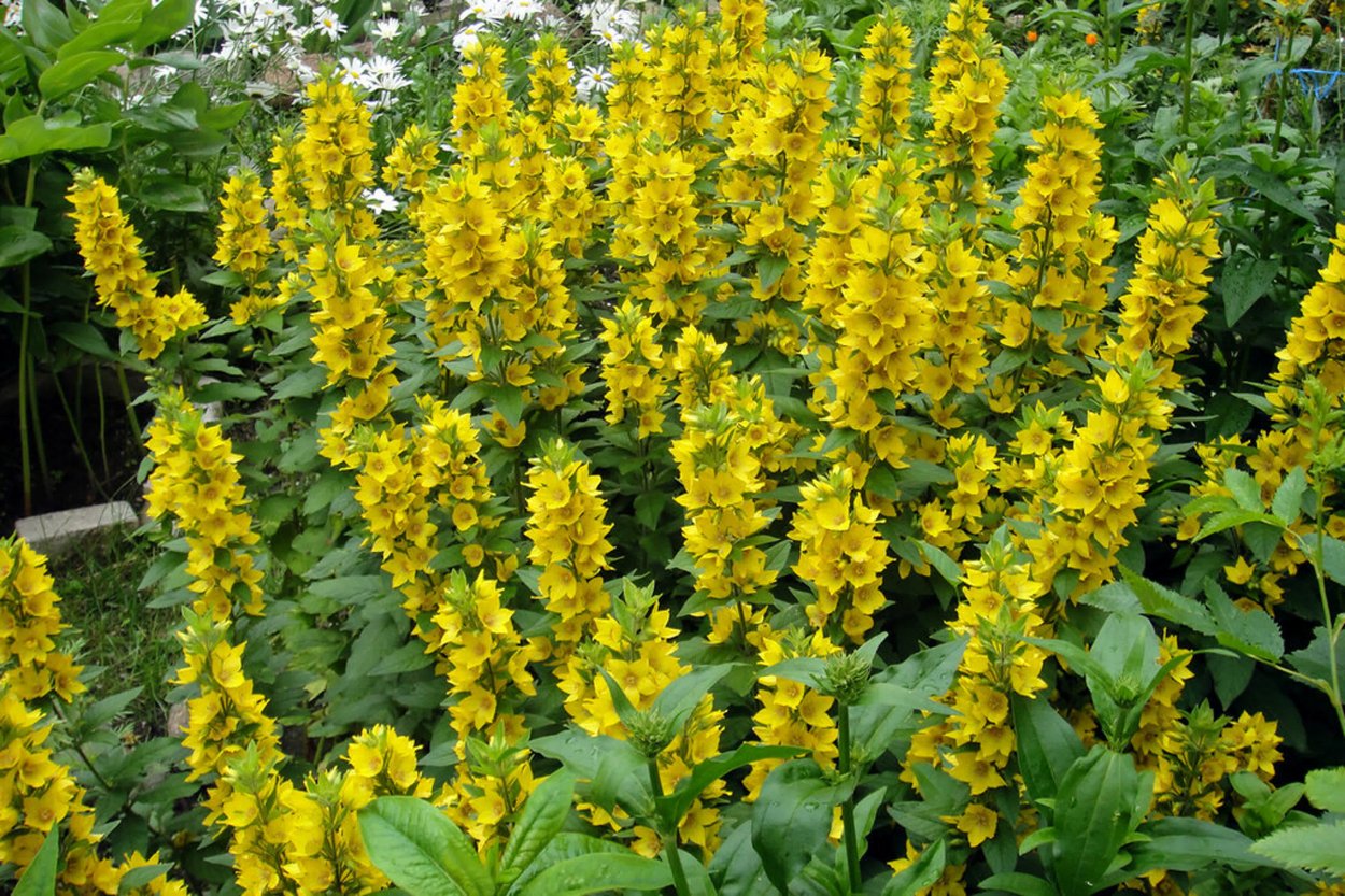 Вербейник точечный (Lysimachia punctata)