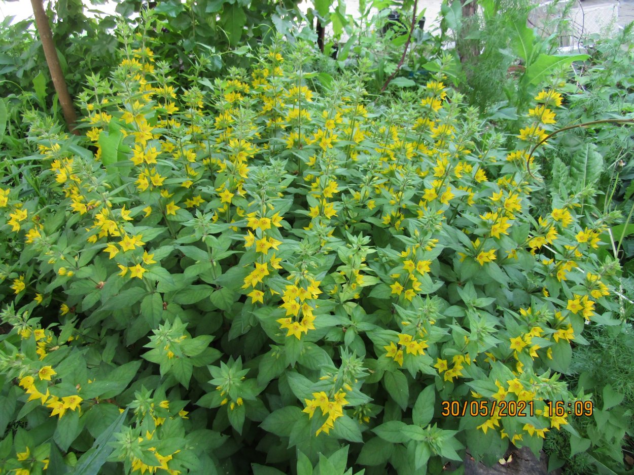 Вербейник точечный (Lysimachia punctata)