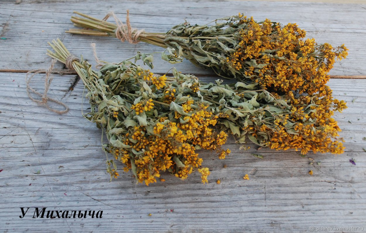 Вербейник монетчатый ампельный