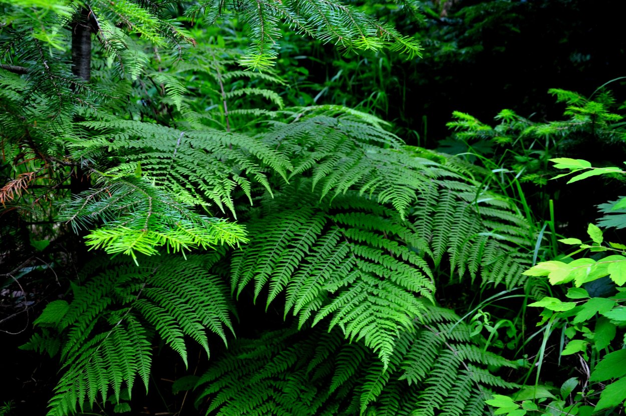 Папоротник Pteridophyta x Kiat
