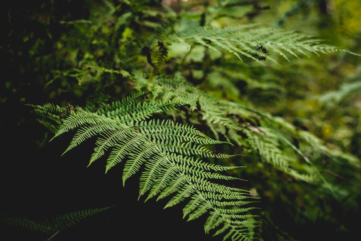 Папоротник Вудвардия Woodwardia orientalis