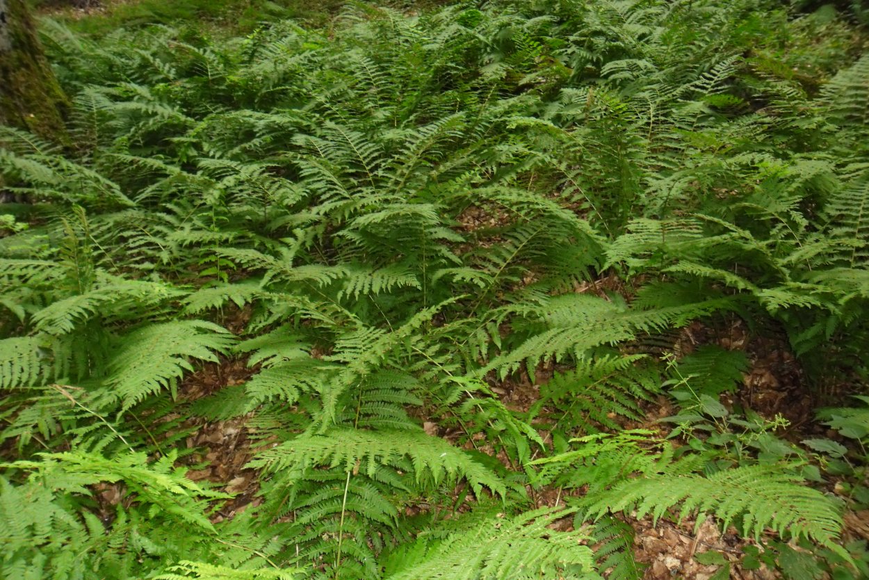 Страусник обыкновенный (Matteuccia struthiopteris)