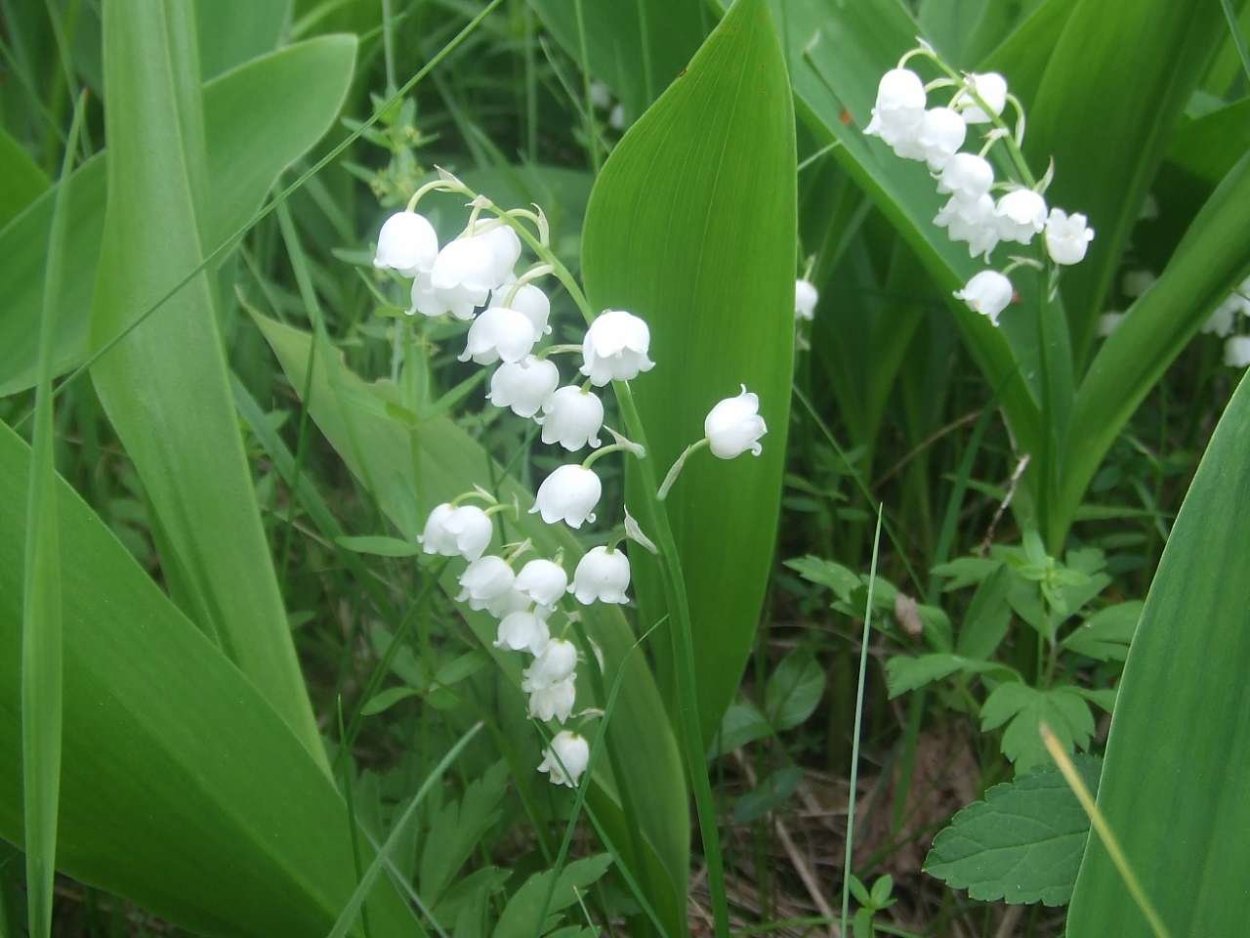 Convallaria Majalis сырье