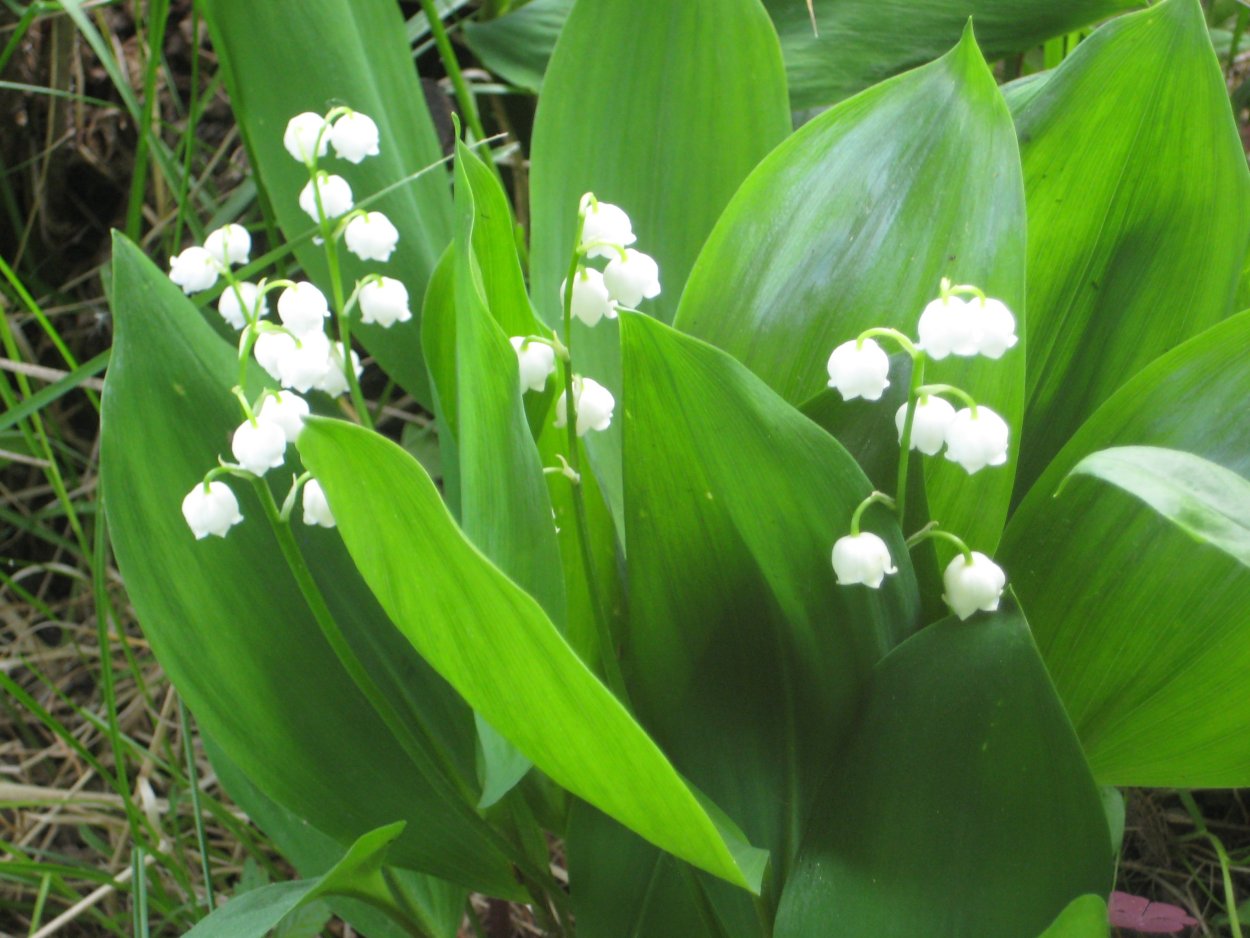 Ландыш горный Convallaria Montana