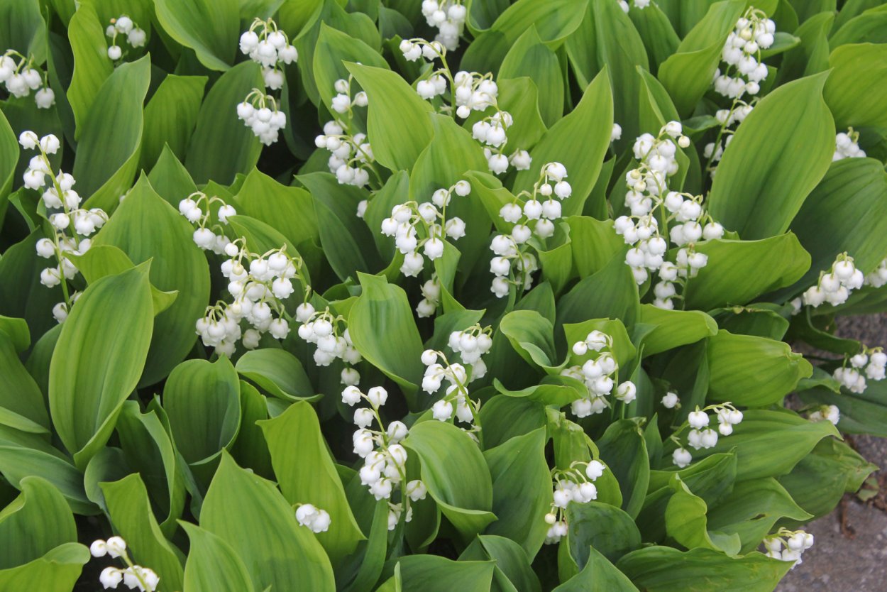 Ландыш Майский (Convallaria Majalis)