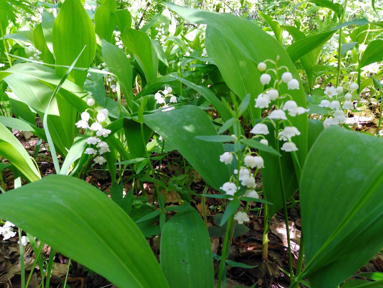 Ландыш горный Convallaria Montana