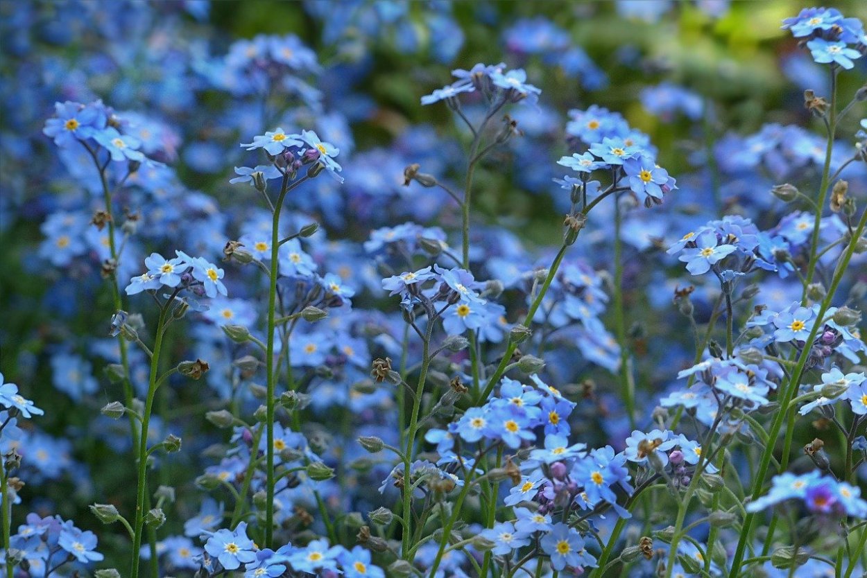 Незабудка Полевая (Myosotis arvensis (l.) Hill)