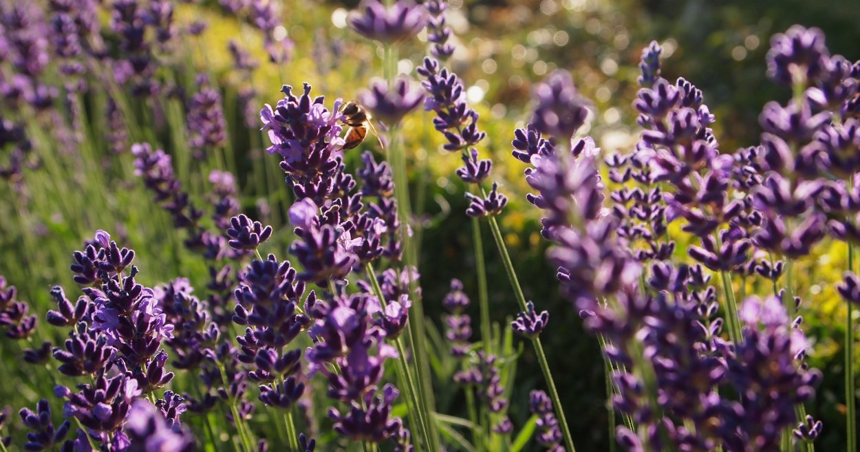 Lavandula Виолетта Парпл