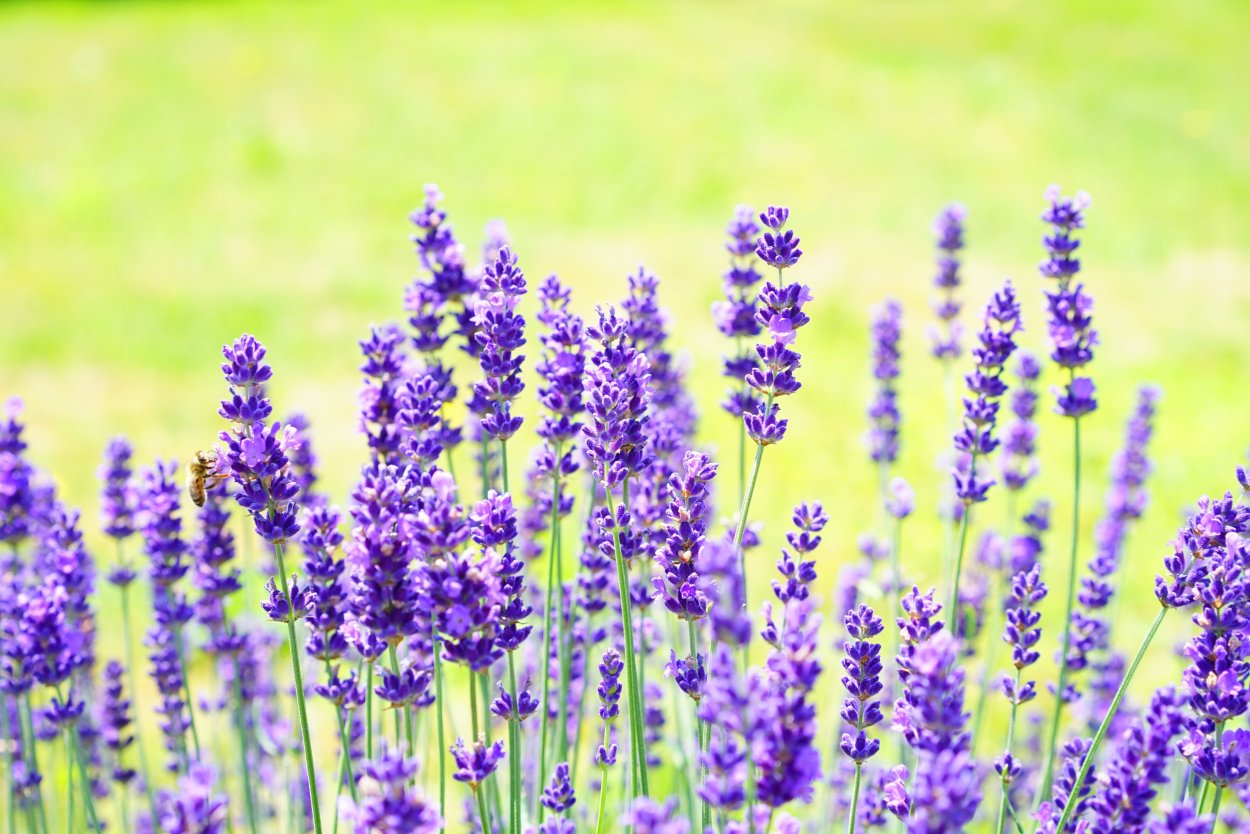 Луговые фиолетовые цветы