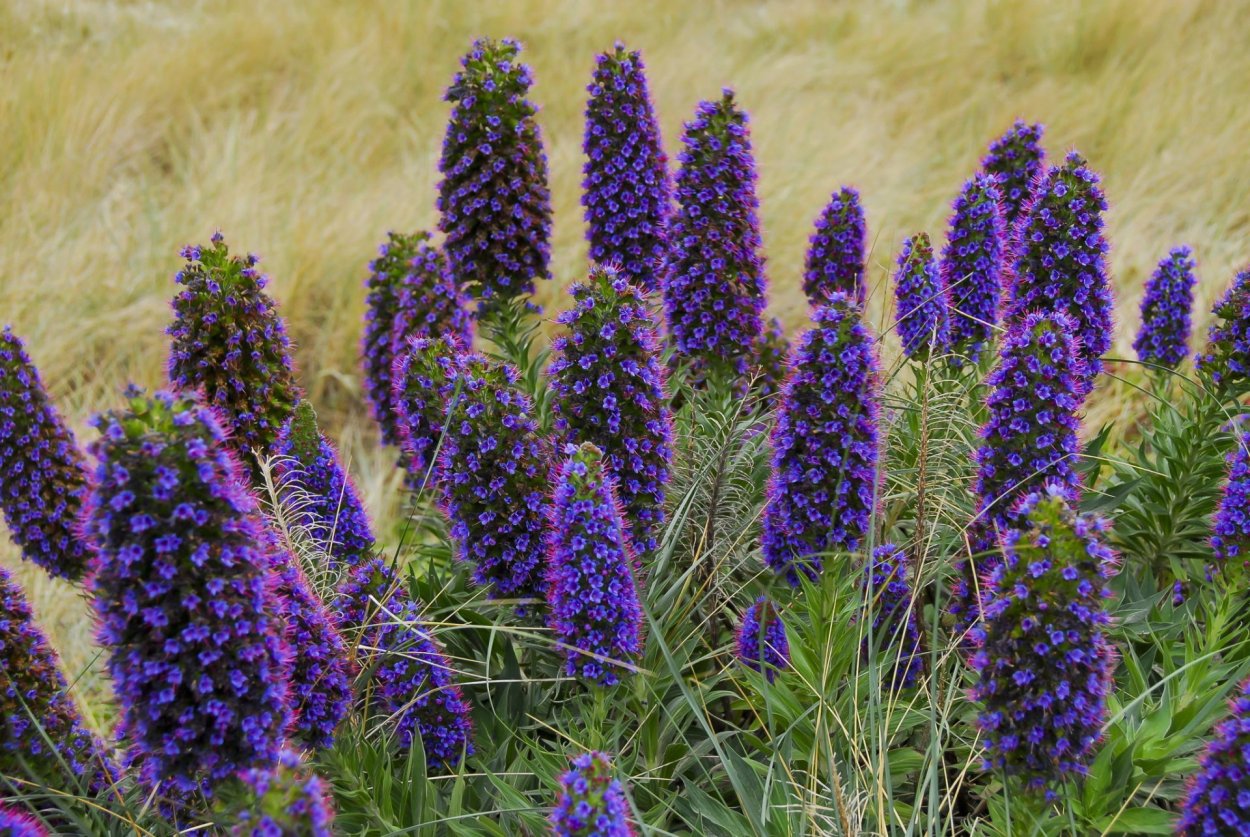 Синяк белеющий, Echium candicans,