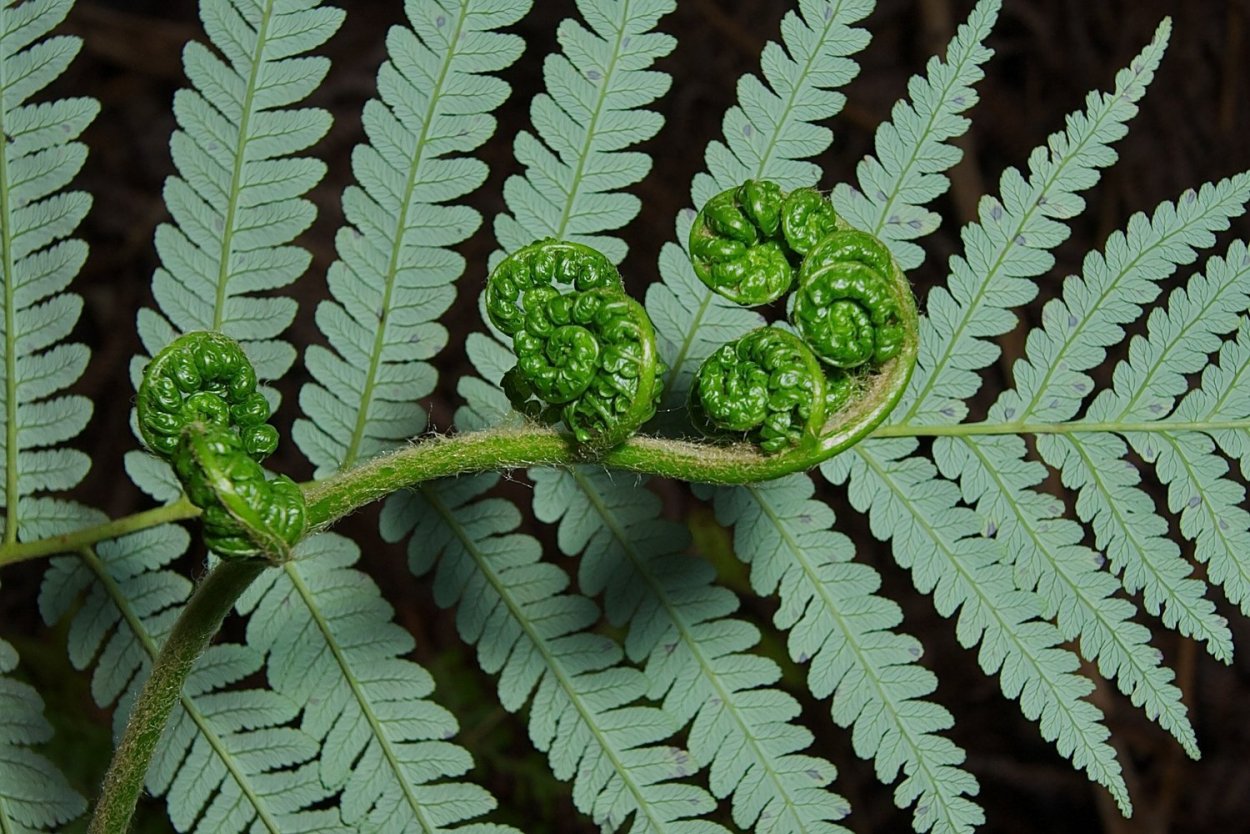 Danaea папоротник