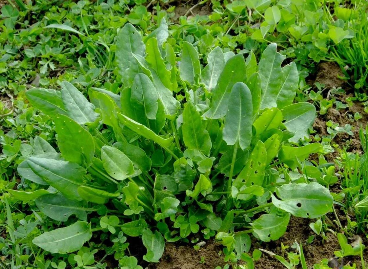 Щавель (Rumex)