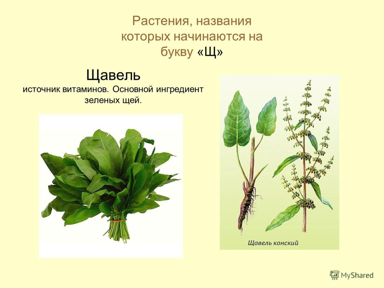 Чем полезен щавель