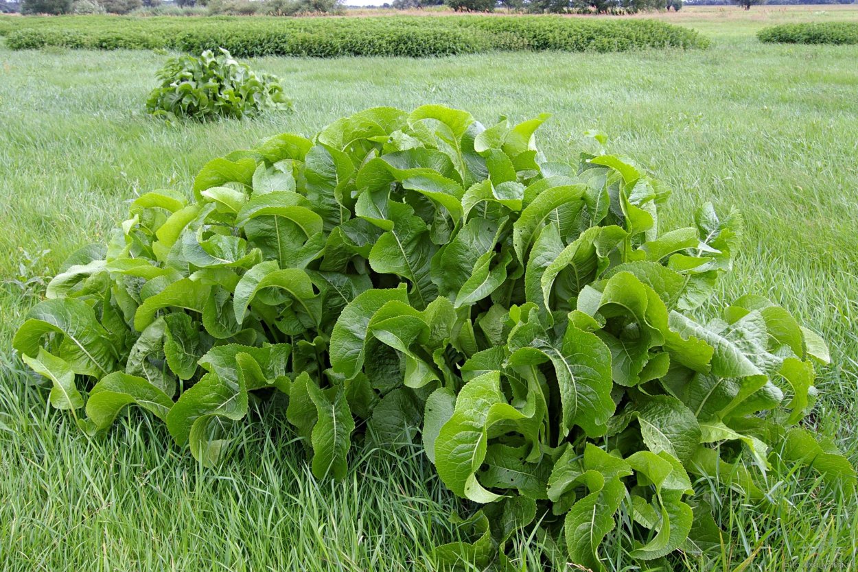 Щавель человек
