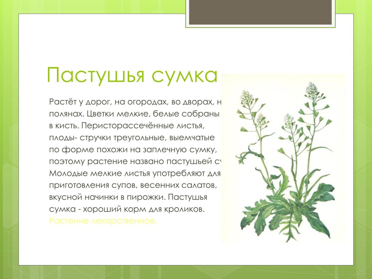 Щавель конский (Rumex confertus)