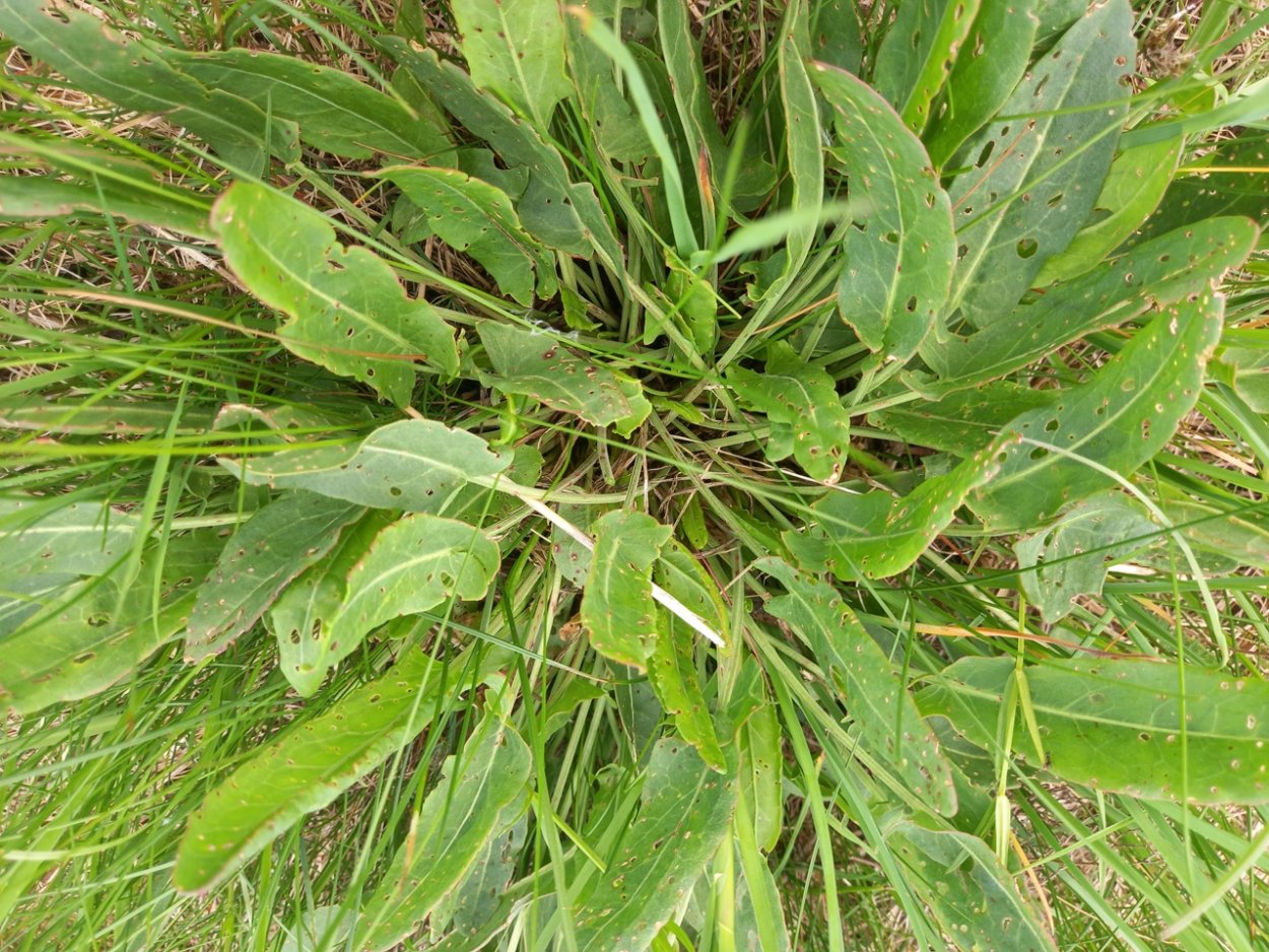 Щавель обыкновенный Rumex acetosa