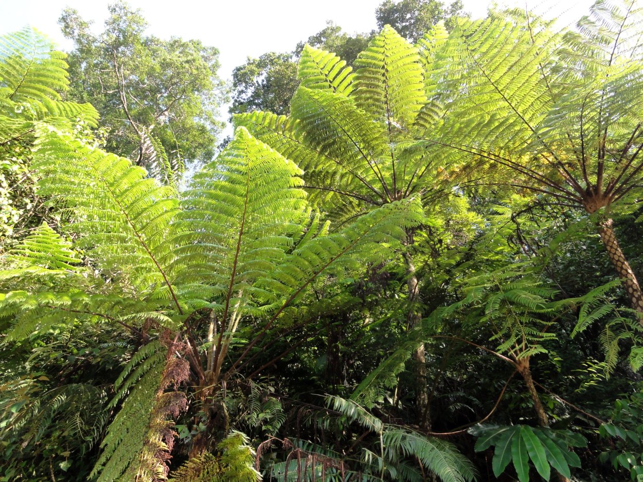 Cyathea Atrovirens