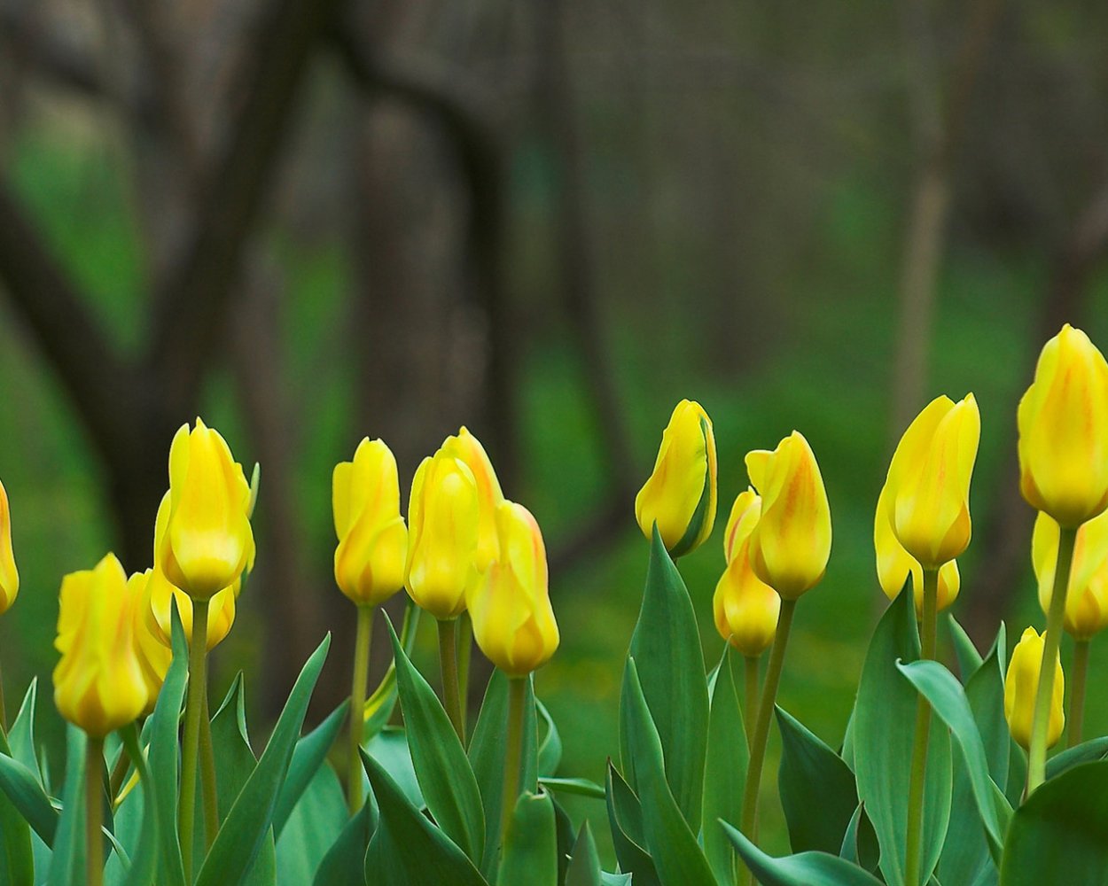 Тюльпаны желтые лесные