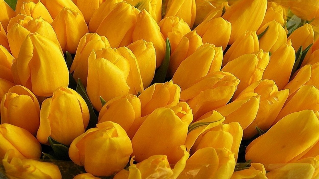 Тюльпан Yellow Master