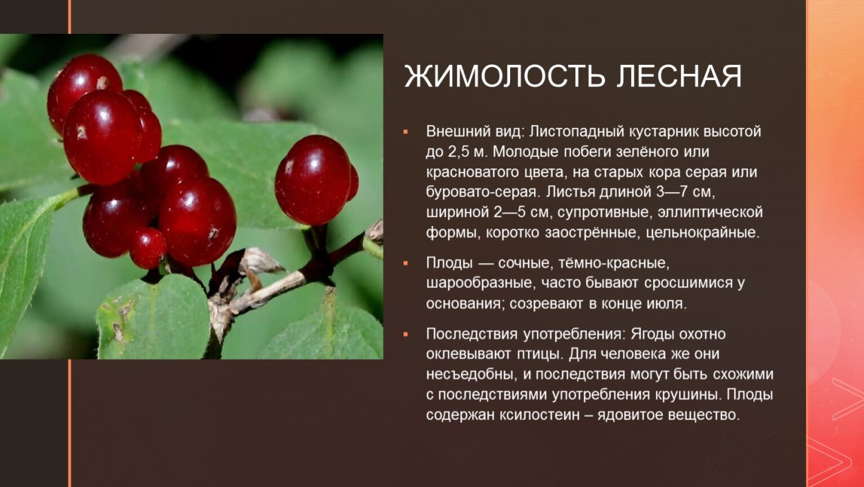 Жимолость Лесная ареал