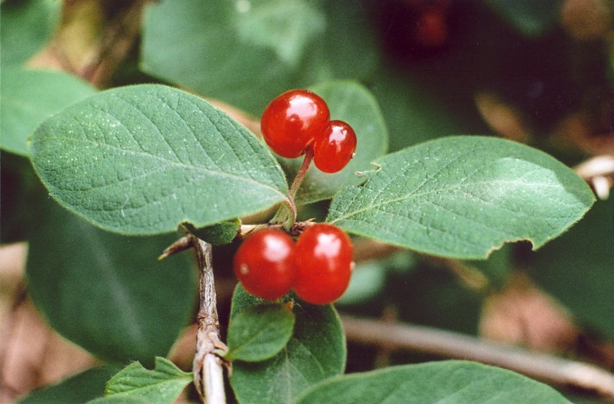 Lonicera xylosteum