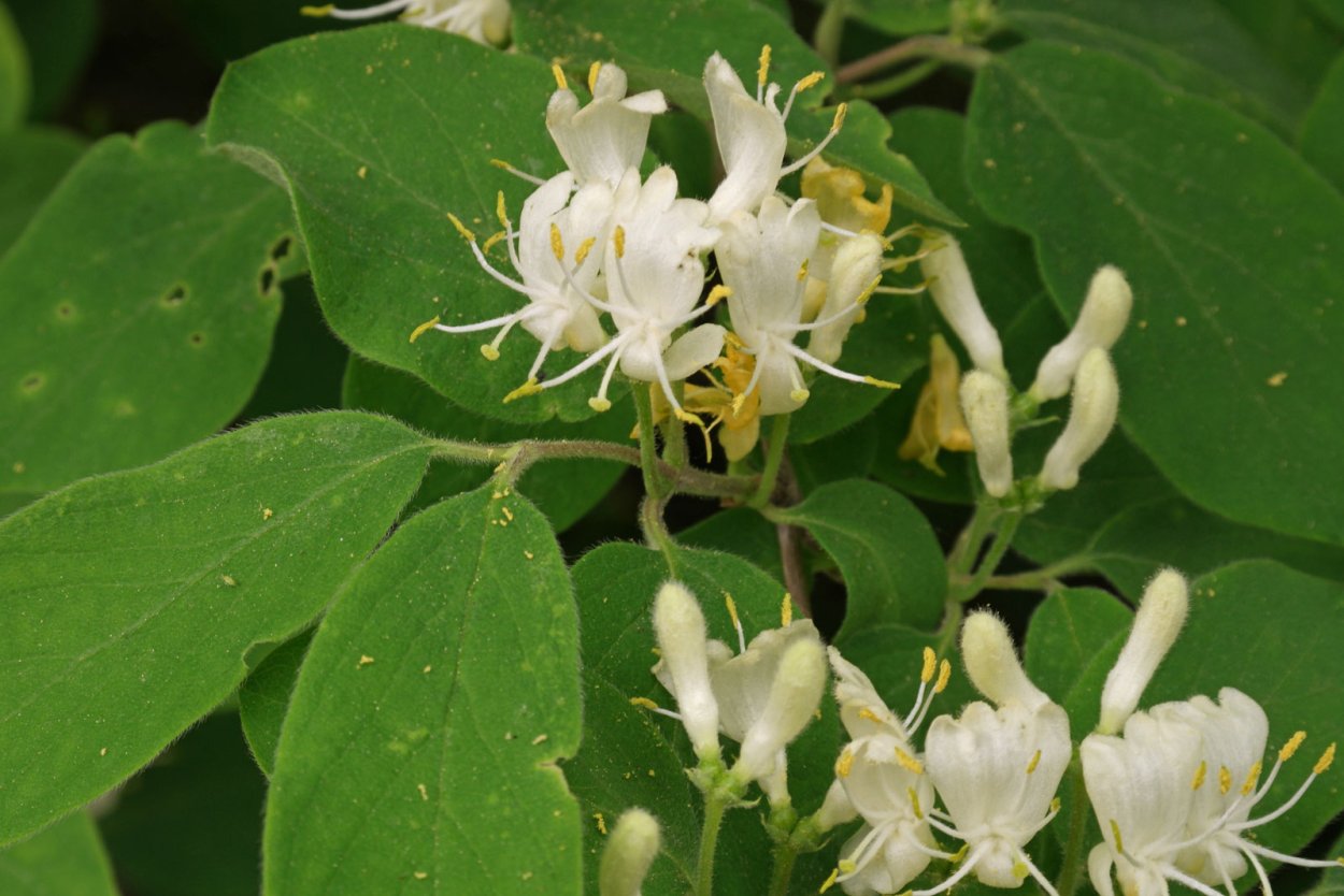 Жимолость Лесная-Lonicera xylosteum