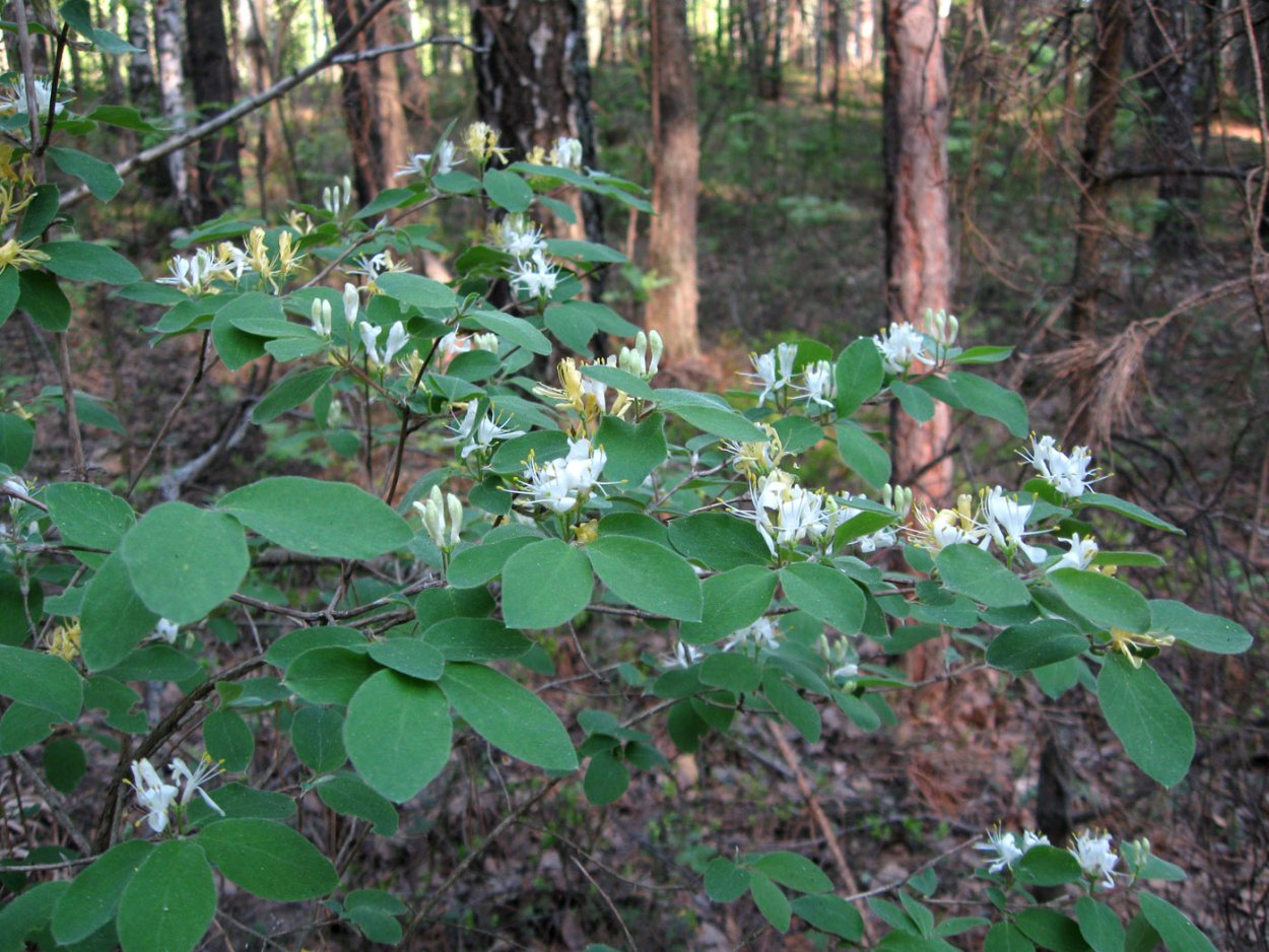 Жимолость обыкновенная (Lonicera xylosteum)