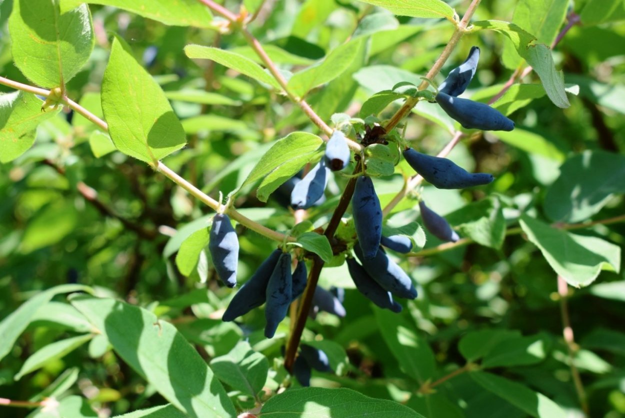 Жимолость съедобная (Lonicera edulis)