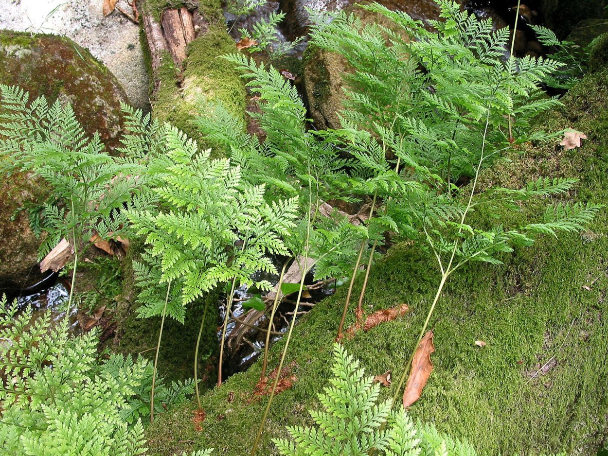 Папоротник Davallia canariensis