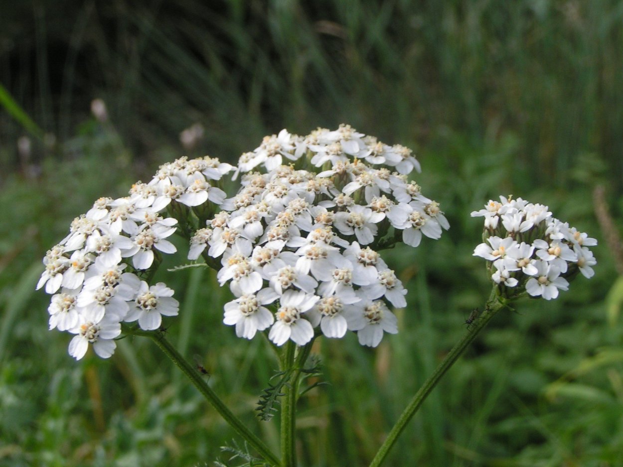 Луговое растение с белыми цветами