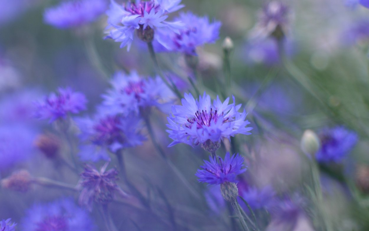 Василек горный grandiflora